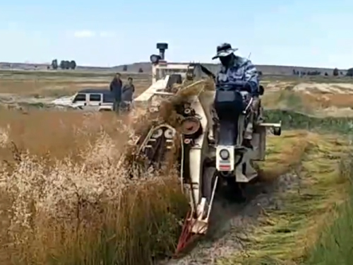 自走式麻機現場作業